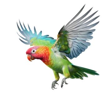 birds